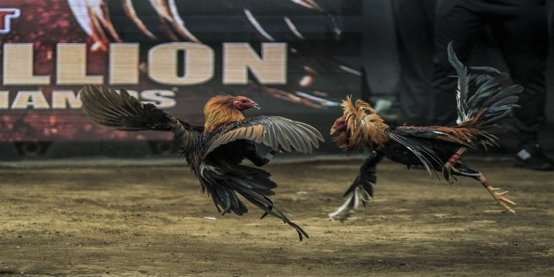 Đá gà Thomo phát sóng rõ nét ổn định